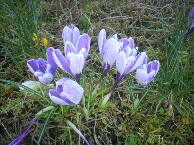 crocus  - Page 2 00216