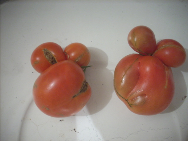 Légumes aux formes bizzares. - Page 7 00616