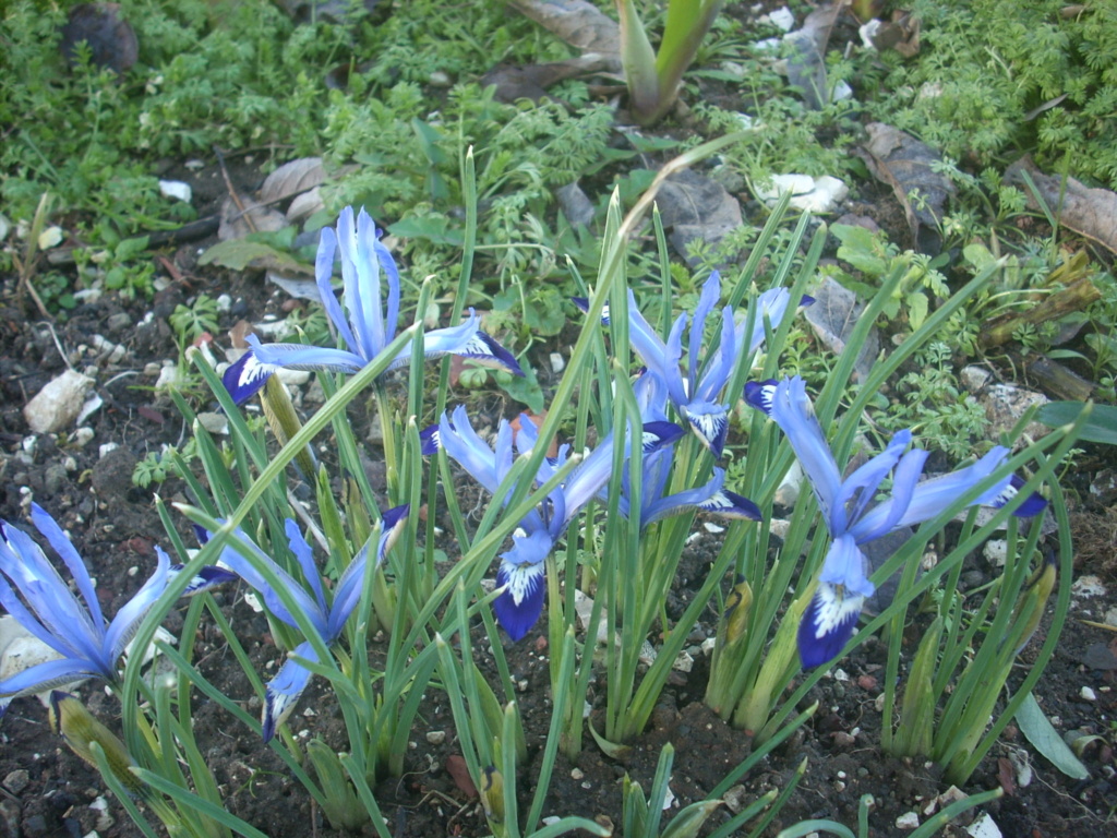 Iris reticulata - Page 7 00813