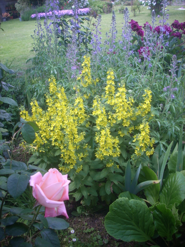 Delphinium Requienii 01413