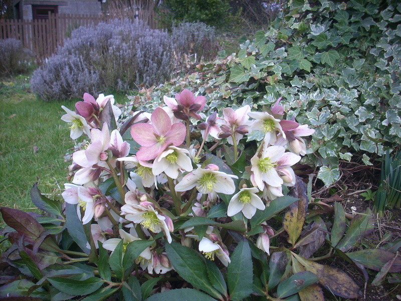 Helleborus niger ou Rose de noel ou Hellebore - Page 28 01710