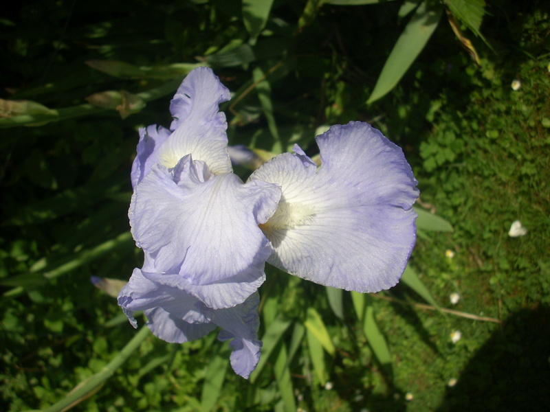 Floraison d'iris de 2017 ....... à 2022 - Page 5 01912