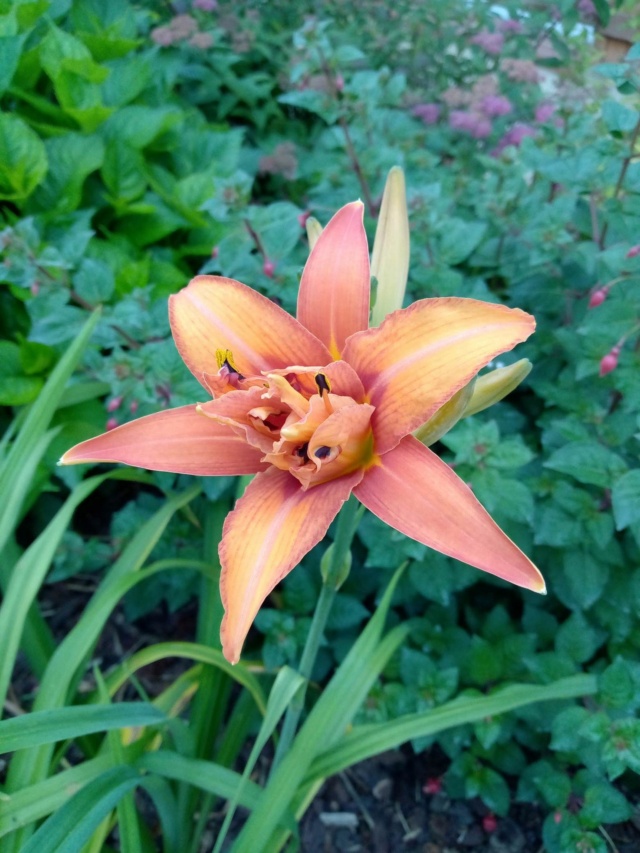 Hemerocalle,Hemerocallis - Page 2 21432310