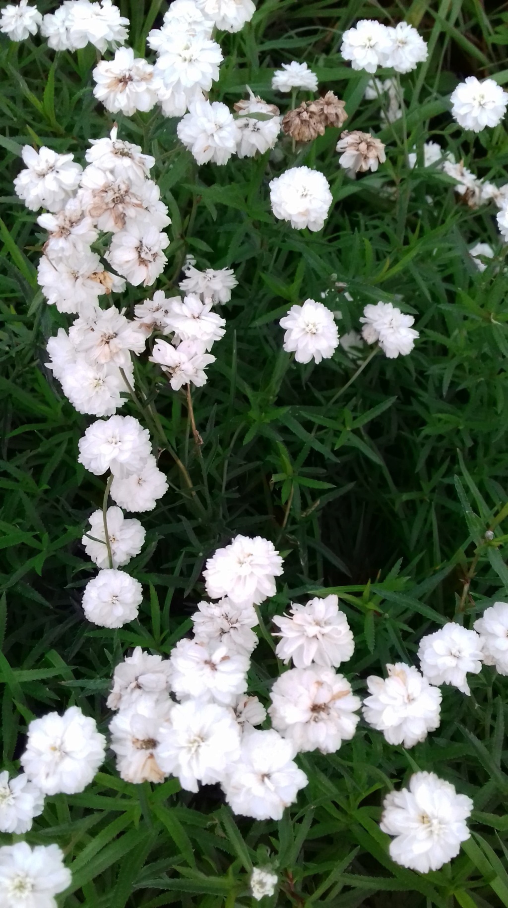 petites fleurs blanches : achillea ptarmica 'the pearl'. 41911310
