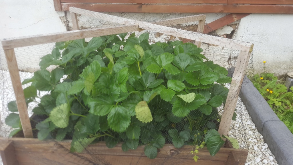 Les feuilles de mes fraisiers 61157910
