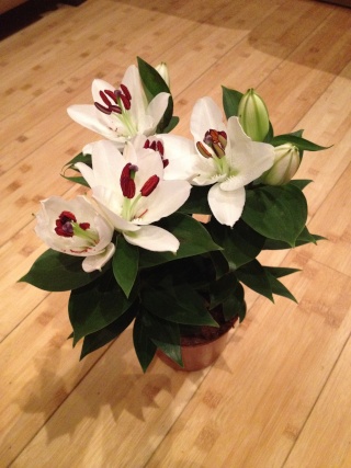 Lys lilium en fleurs ... Img_0427