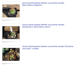Cactae succulentes @ Co. indoor - Page 9 Impres13