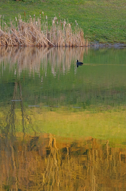 La poule et les canards Imgp2812