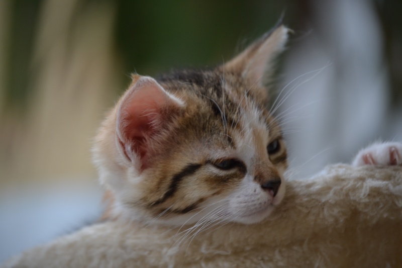 Jirouette, chatonne tricolore née le 5 avril 2014 (estimation) Dsc_0114