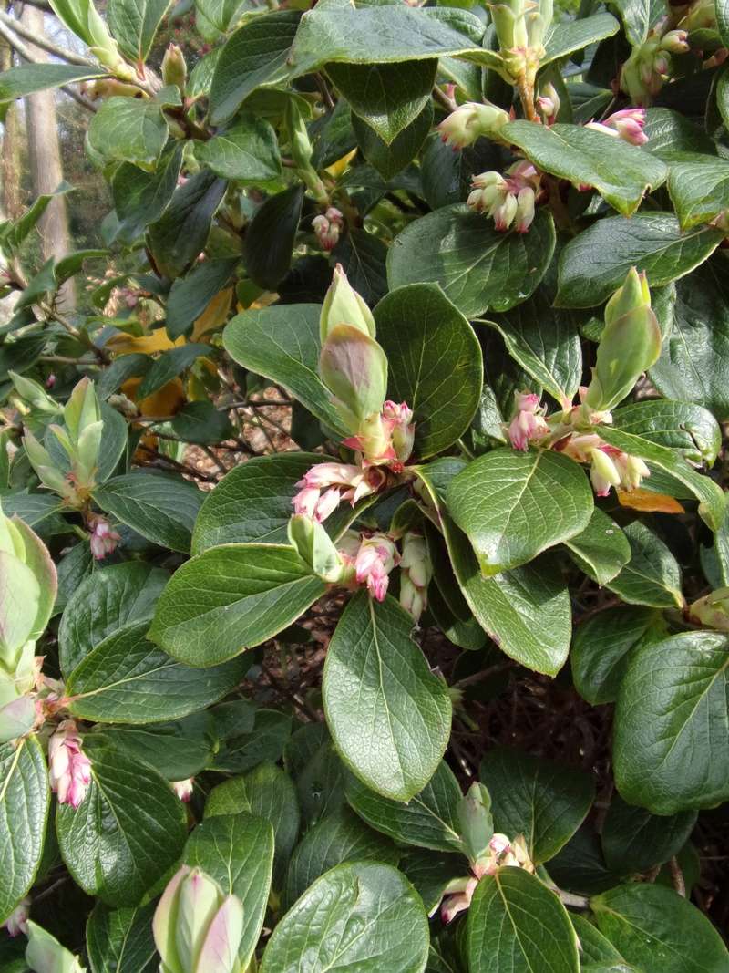 Maytenus boaria, Pittosporum bicolor, Ozothamnus hookeri, Vaccinium glaucoalbum, Chamaecytisus palmensis [devinette] 100_0514