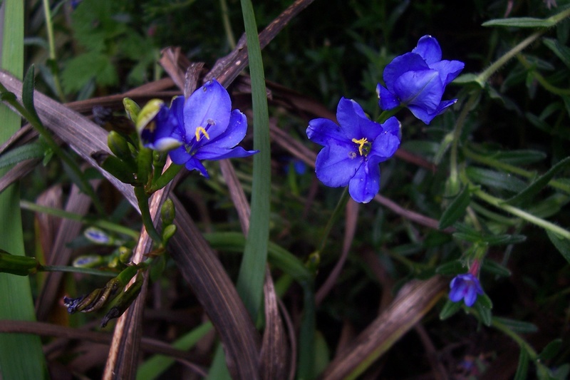 ces quelques fleurs de nos jardins 100_8411