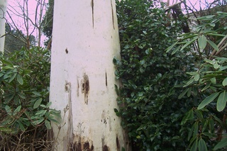 Eucalyptus sp. [identification non terminée] Eucaly13