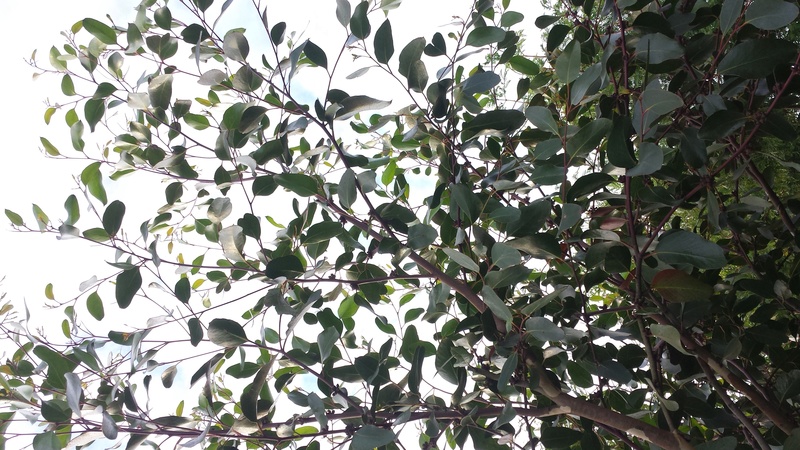 Eucalyptus verrucosa (= E. alpina) Eucaly19