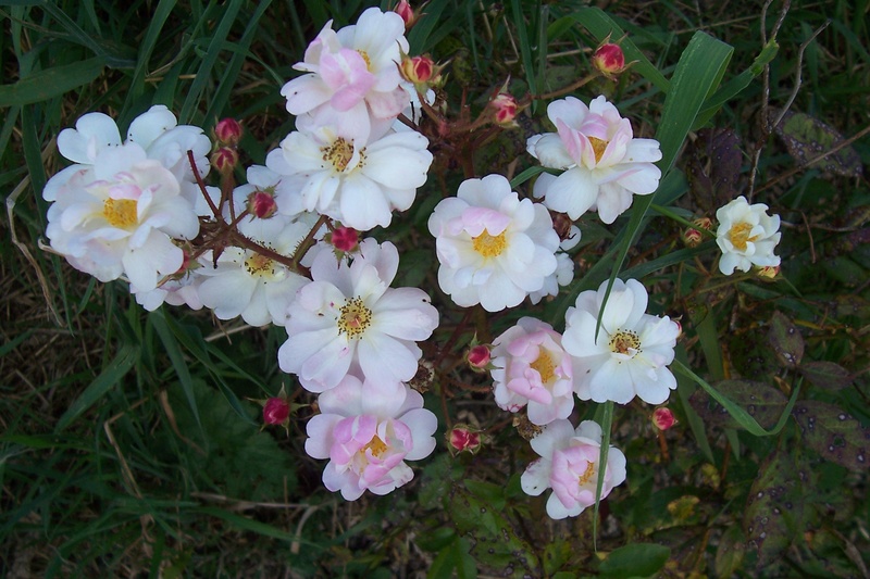 tous ces rosiers que l'on aime - floraisons 2012- 2020 - Page 3 Rosa_q10