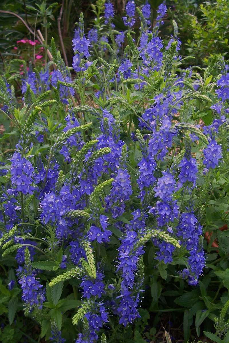ces quelques fleurs de nos jardins Veroni10