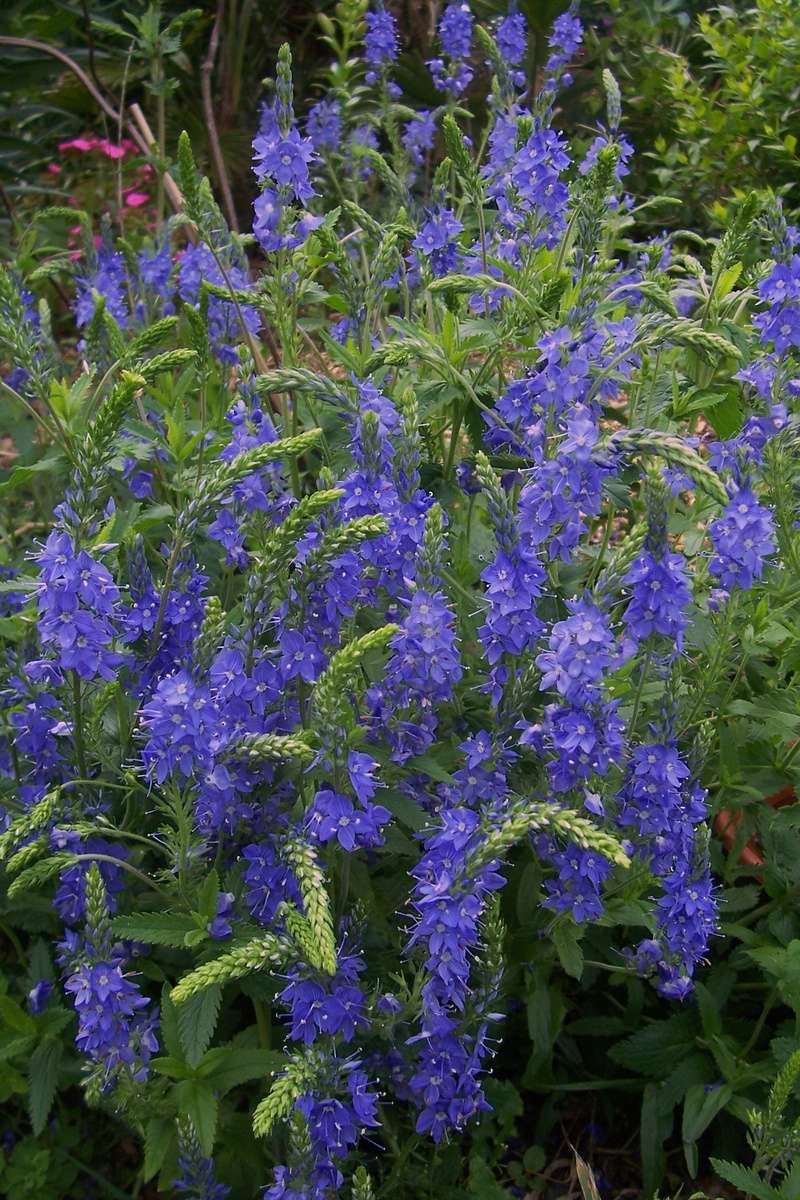 ces quelques fleurs de nos jardins Veroni10