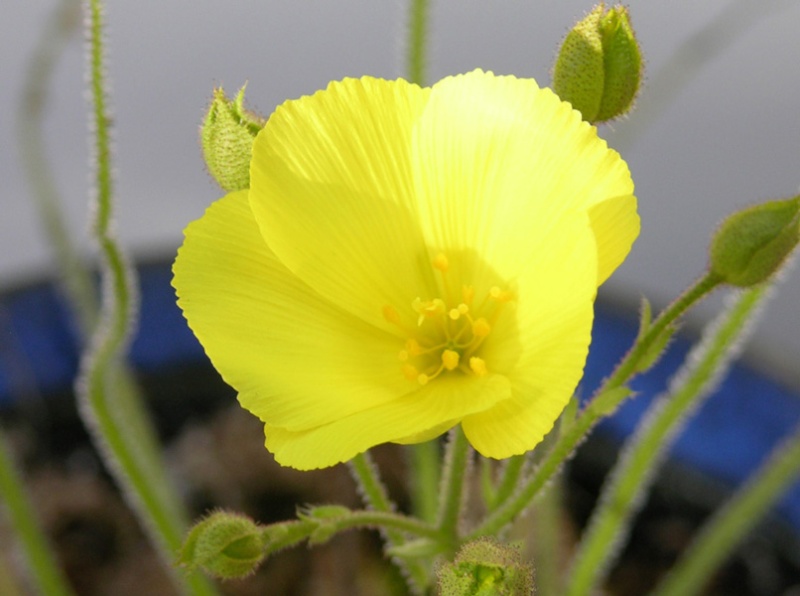 Comment semer et maintenir un drosophyllum ? Drosop11