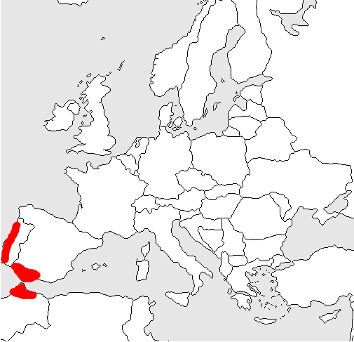 Le drosophyllum pour les nuls. Fond_d10