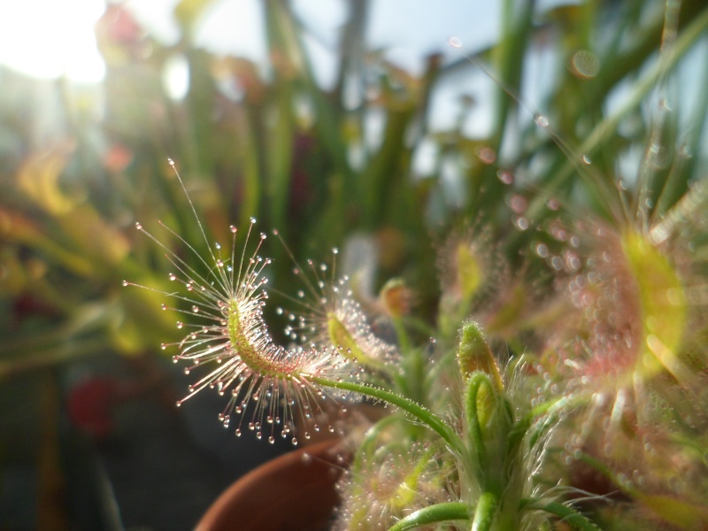 Leucophylla et cephalotus ...  Sam_1310