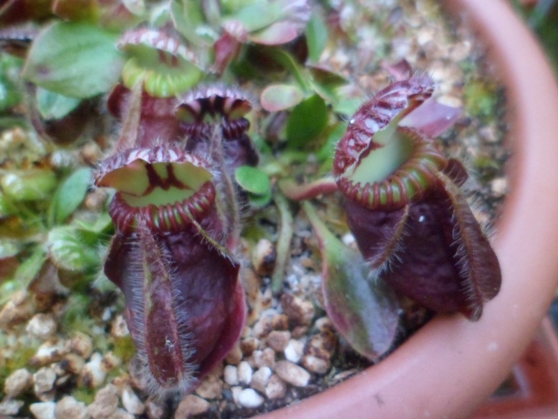 Leucophylla et cephalotus ...  Sam_1612