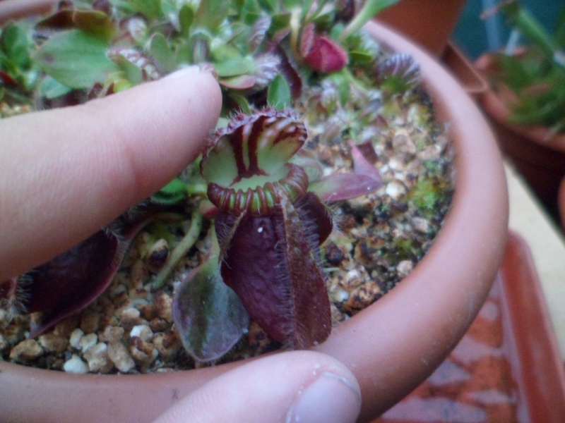 Leucophylla et cephalotus ...  Sam_1616