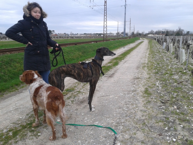 Galga Chispa residencia Cobie SCOOBY FRANCE ADOPTEE - Page 7 2014-021