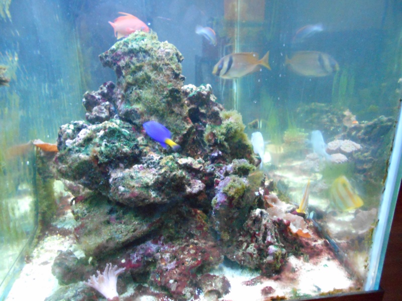 Pictures of tanks and fish 00610