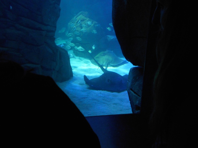 Toronto Aquarium 10410