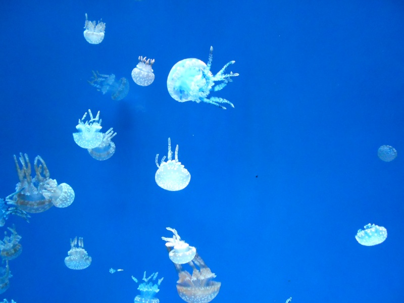 Toronto Aquarium 12210