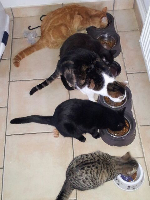 Chat(-huttes) and co 20131210