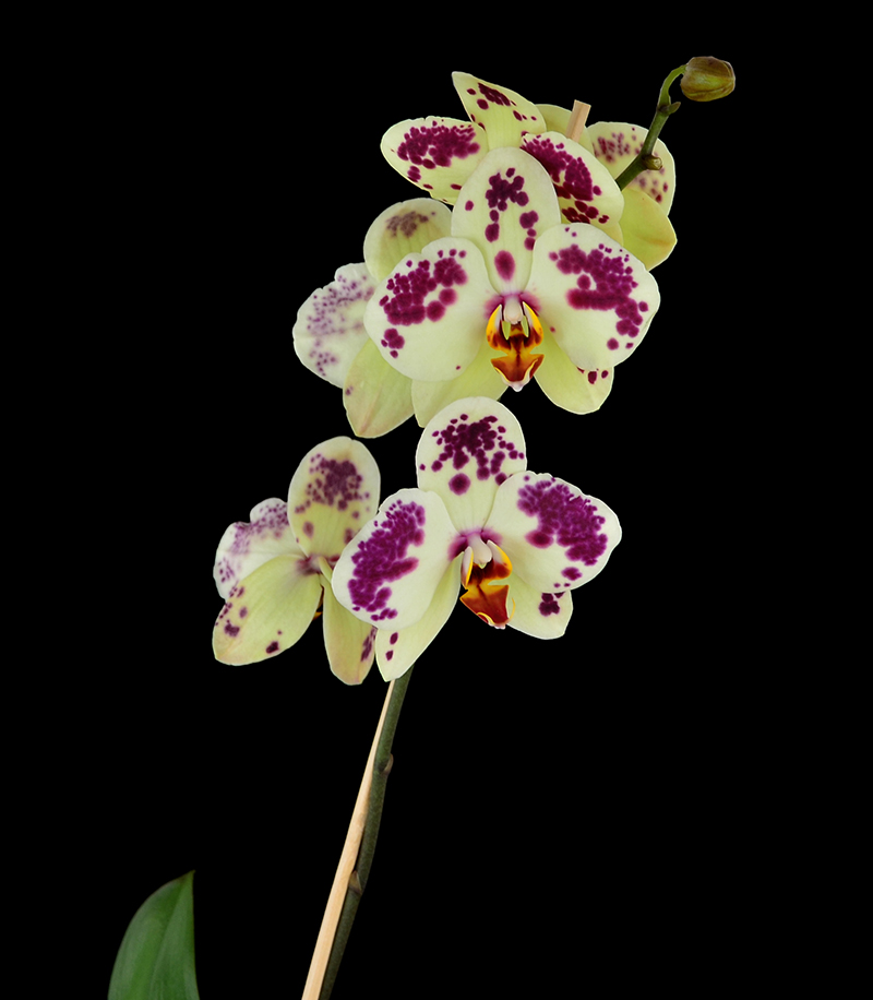 Orchideen-Neuzugang - Seite 32 Dsc_0177