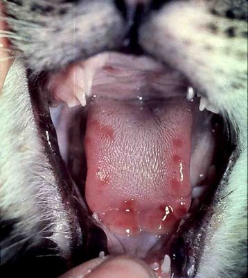 Кальцивироз у кошек. Симптомы, схемы лечения, профилактика кальцивироза Catflu10