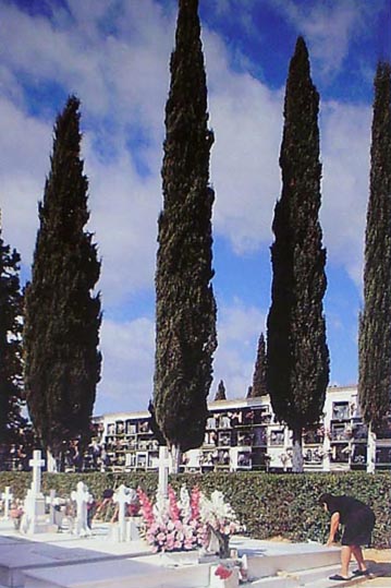 Cerrado el Cementerio Municipal por Obras Cement10