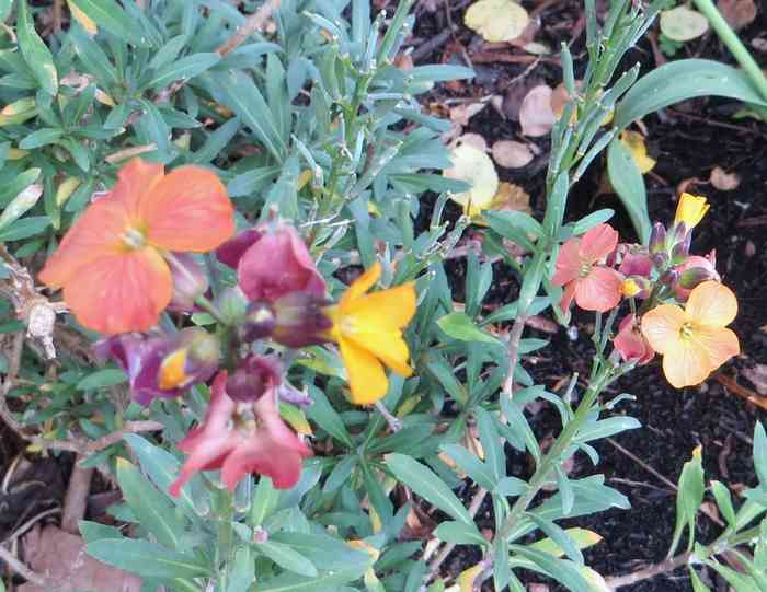 irisimum linifolium (fausse giroflée panachée) 01813