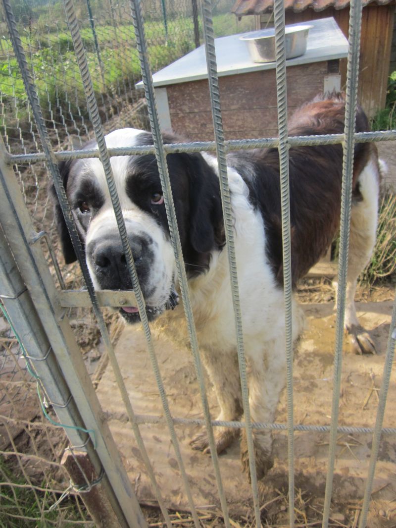 Falko, Saint Bernard né en 12/10. Refuge SLPA Amance Img_0212