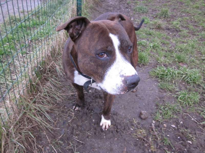 Attila, sympatique Amstaff castré né en 05/05. Refuge SLPA Amance Img_1717