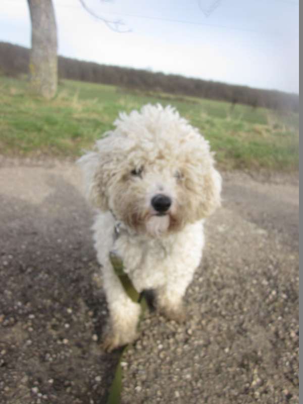 Houps, adorable bichon né en 11/12. Refuge SLPA Amance Img_2317