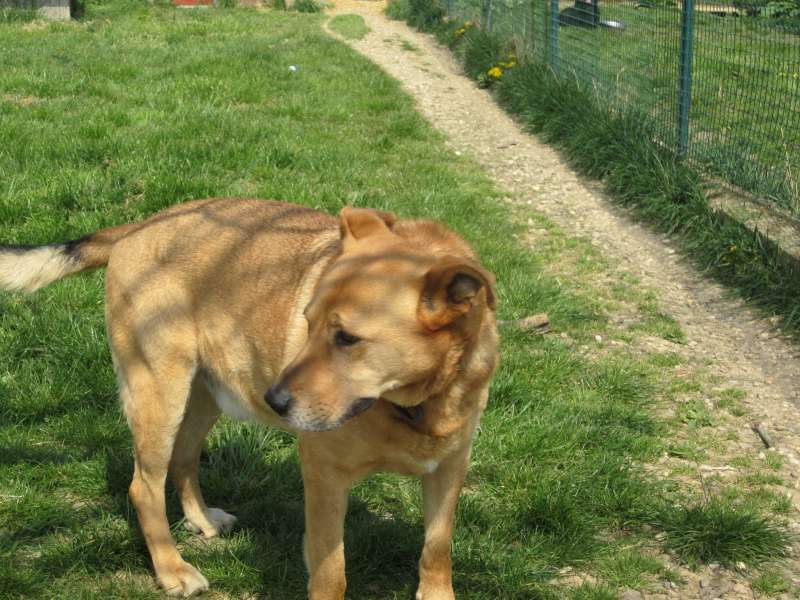 COOL - labrador beige 10 ans  (7 ans de refuge) - SLPA à Amance (54) Img_2814