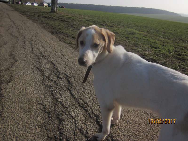 Speedy, Croisé Labrador-Epagneul né en 04/2017 - Refuge SLPA Amance Speedy13