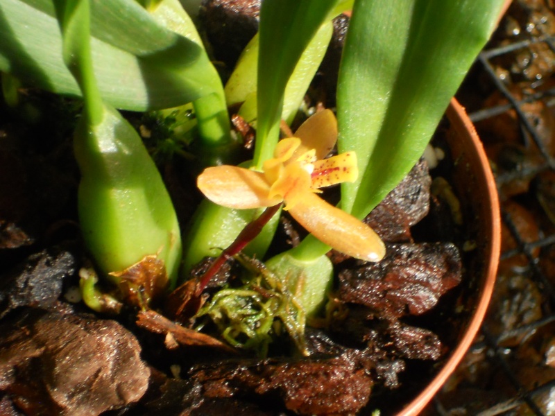 Maxillaria rufescens A_maxi10