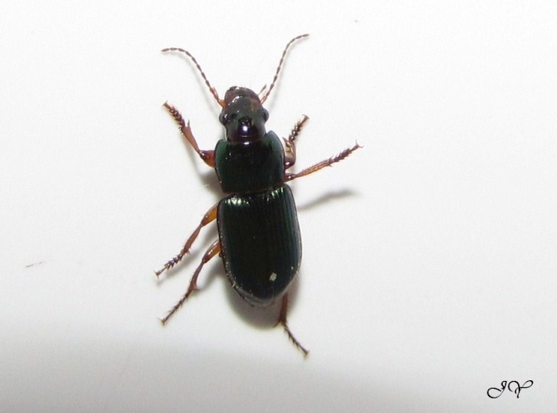Harpalus ? Celle_10