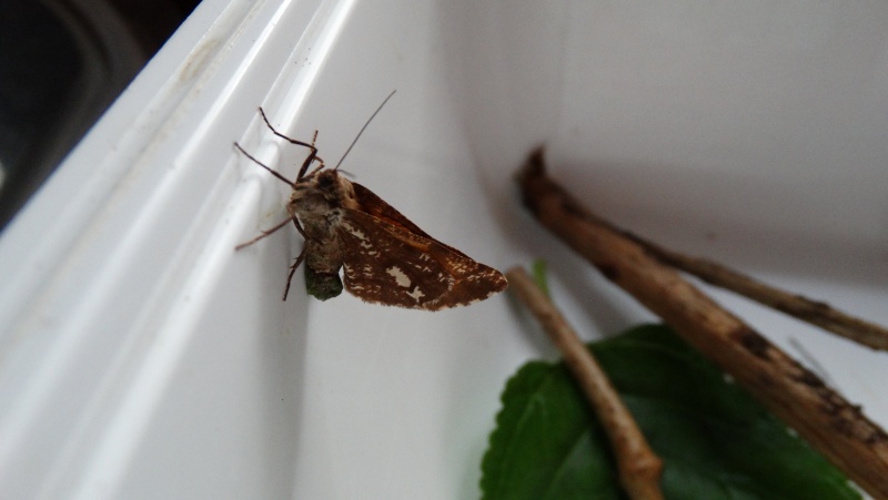 Papillon du bois -Bupalus piniaria. Dsc00810