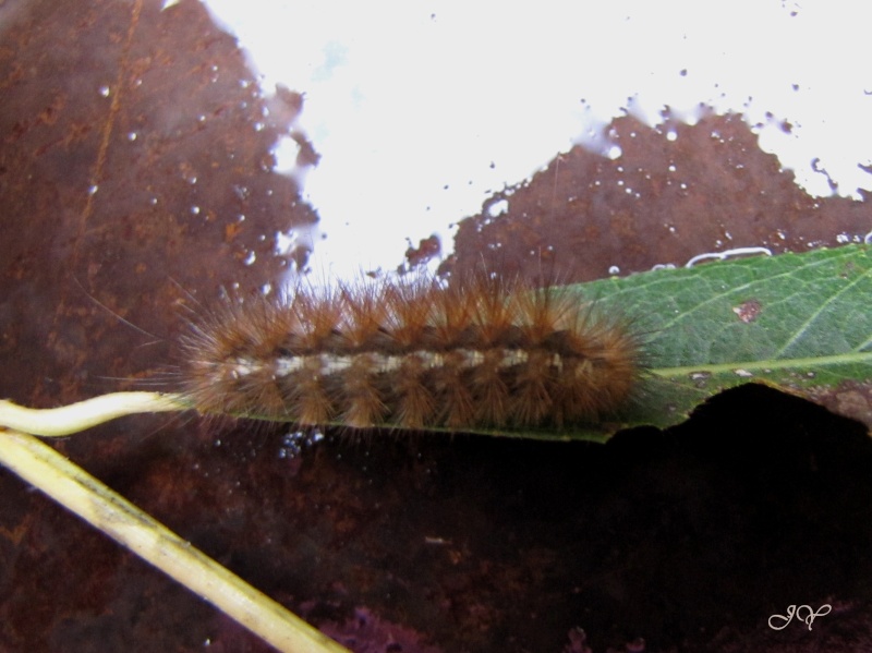 Spilosoma luteum  ? Ecaill11