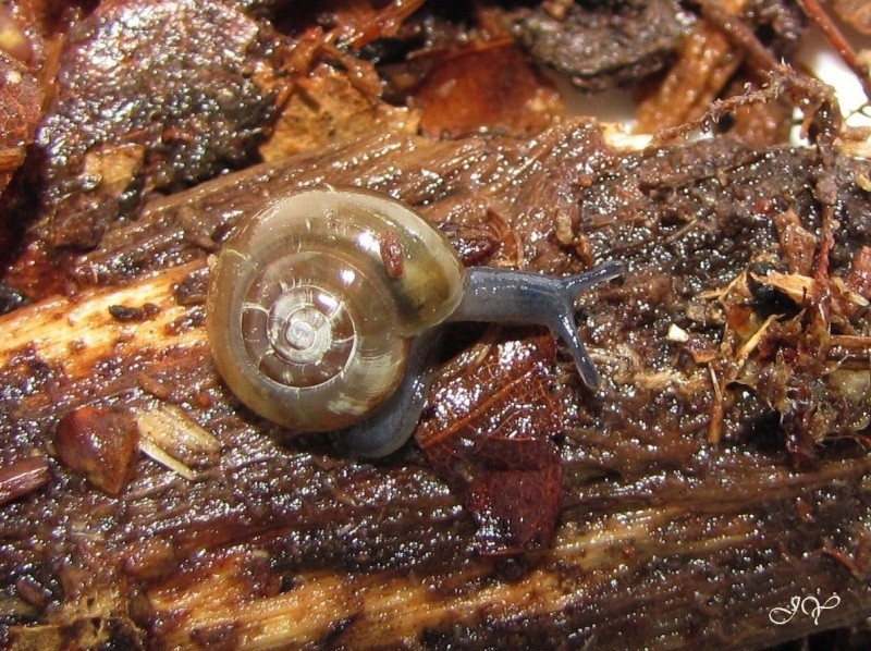 [Zonitidae] Petit escargot. Img_4010