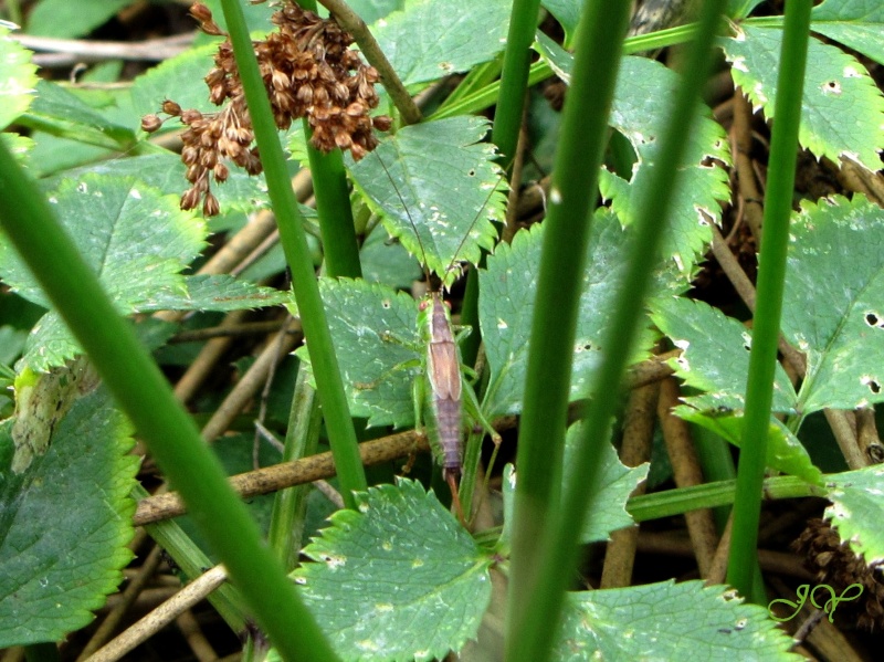 [Conocephalus dorsalis] Tettigonia viridissima ? Img_4410