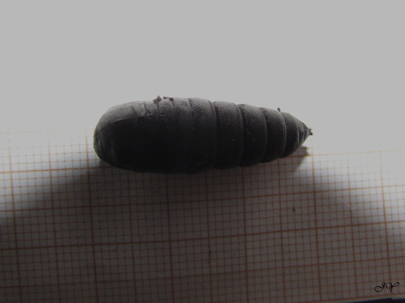 [Identification] Chrysalide noire rigide 4 cm Img_4710