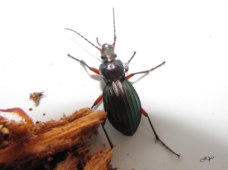 Carabus auronitens ssp subfestivus.f.i Img_8010