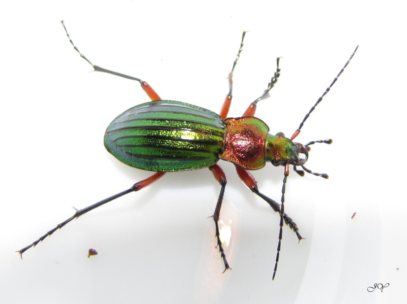 [Carabe à reflets d'or (Carabus auronitens sufestivus)] Carabus auronitens ? Img_8110