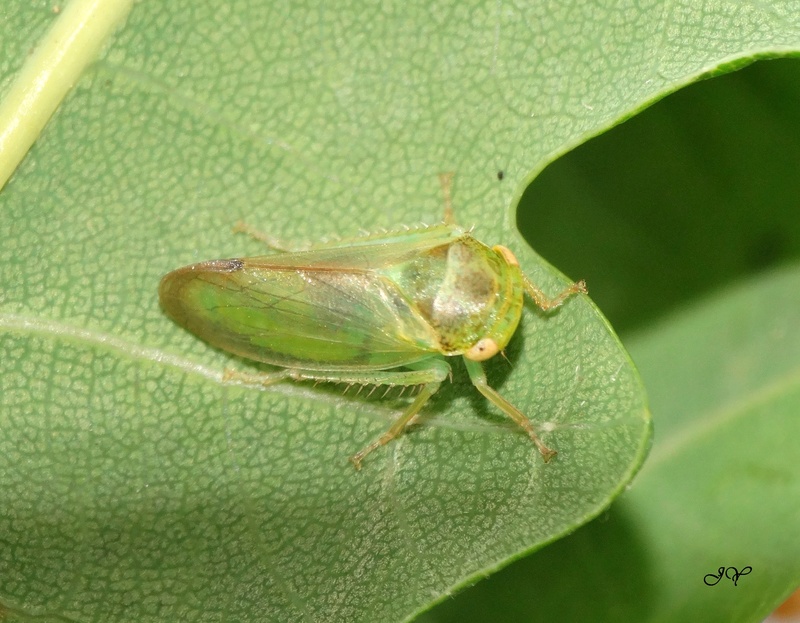 [Iassus lanio] Cicadelle verte. L_aphr10