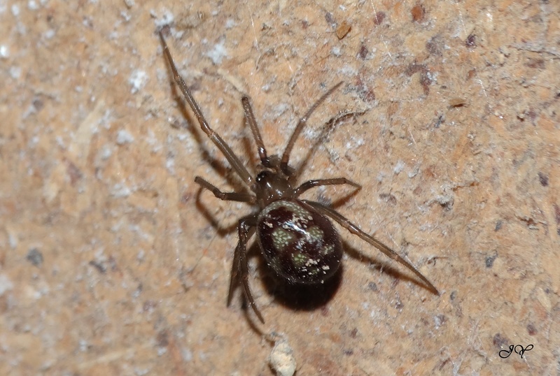 [Steatoda grossa] Theridiidae.   Steato11